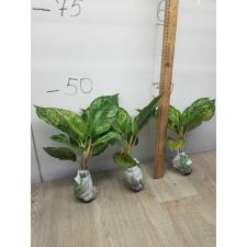 Aglaonema Prakaipet hybrid A-65