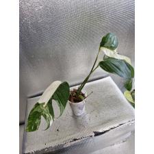 Epipremnum pinnatum (white variegated) с рассеченным листом 2 L стакан