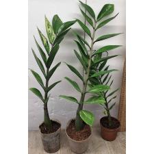 Замиокулкас замифолия варегатная (короткий лист) / Zamioculcas zamiifolia variegated (short leaf) (M)