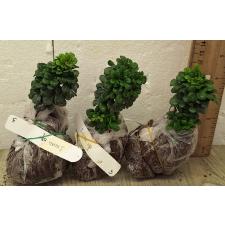 Аглайя одората Карлик / Aglaia odorata Dwarf (S) 3