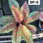 Aglaonema SP-5 220 Karat