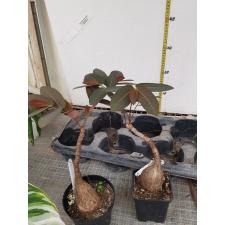 Phyllanthus mirabilis (caudex plant)