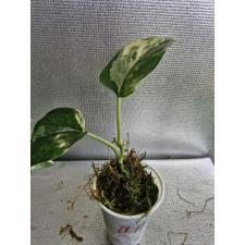 Scindapsus sp variegated стакан 011 Д