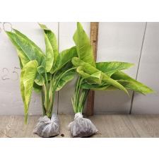 Philodendron calkins gold