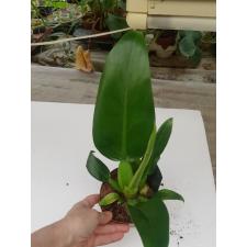 Philodendron martianum 12 см pot 