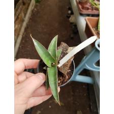 Sansevieria johannesburg Blue 546