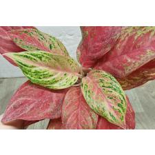 Аглаонема Красная Королева / Aglaonema Red Queen A-134