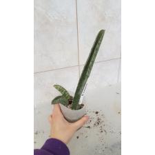 Sansevieria hallii Silver Bat 672 pot уценка 2500р