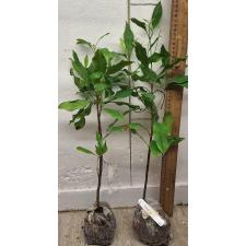Сизигиум ароматикум. / Syzygium aromaticum (Гвоздичное дерево)