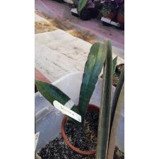 Sansevieria humiflora (S) 616