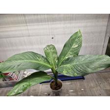 dieffenbachia sp Yellow variegated pot 3500p