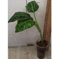 Диффенбахия гибрид рефлектор / Dieffenbachia hybrid reflector (S)