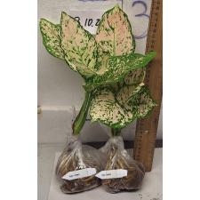 Аглаонема Уньямани Кремовая / Aglaonema Unyamanee Cream