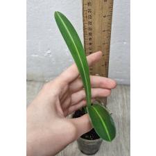 Hippeastrum sp.(T01) variegated (pink flower)