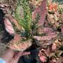 Aglaonema S1 New hybrid-1