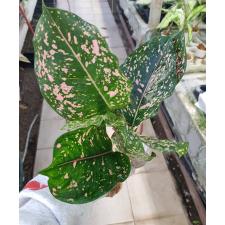 Aglaonema BA-1 Rub gold 900р