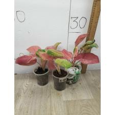 Aglaonema Miss world A-104