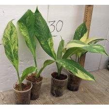 Диффенбахия сп. желтая варегатность / dieffenbachia sp Yellow variegated стакан