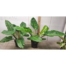Philodendron Imperial Green (L)