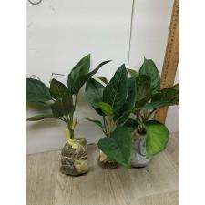 Aglaonema Khunmakracha A-34