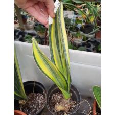 S. masoniana variegata (T05)(USA clone) (2 leaf)735