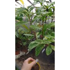 Ixora Star Shower 470