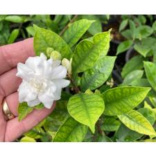 Wrightia antidysenterica (Double flower) Sri Lanka 271