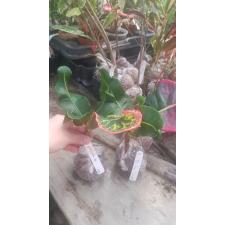 Codiaeum Maha Choke 236