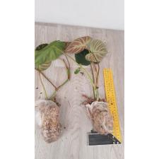 Philodendron verrucosum (мох пакет) 1100р