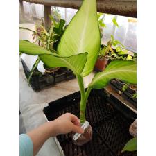 Dieffenbachia Saeng Chantra