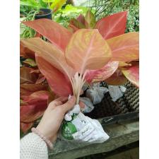 Aglaonema Diamond star