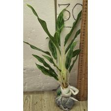 Аглаонема Рич номер 4 / Aglaonema Rich no.4 A-68