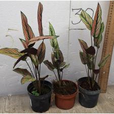 Калатея украшенная / calathea pinstripe
