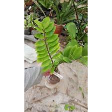 Zamioculcas zamiifolia variegated (short leaf) 243