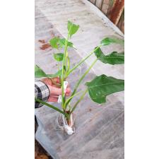 Philodendron sp.(T27) 516/1 okt.