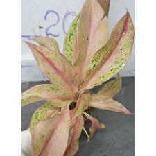 Аглаонема Барами Рунг. / Aglaonema Baramee Rung A-20