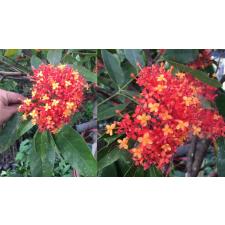 Saraca indica (Ashoka) 261