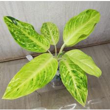 Aglaonema Sun drop A-38
