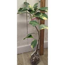Цитрус Лимон "Варегатный Розовый Эврика Лимон" / Citrus limon 'Variegated Pink Eureka Lemon'