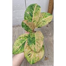 Aglaonema anklet gold/ Gamlai Thong A-87 стакан