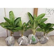 Аглаонема Банана Крупный Круглый. / Aglaonema Banana wealthy round A-79