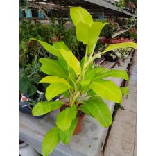 Philodendron 'malay Gold' 17 cm pot