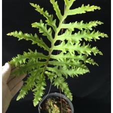 Phlebodium aureum cv. Special Mandaianum 246