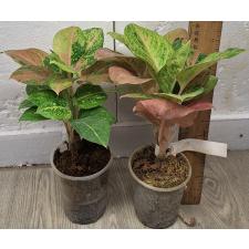 Аглаонема Анкет Голд / Гамлай Тонг / Aglaonema anklet gold/ Gamlai Thong A-87 pot