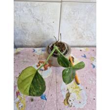 Philodendron Violin variegated ук черенок в стакане 1500р