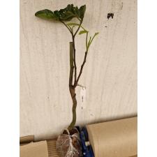 Sandoricum koetjape (Santol) (grafted) 249