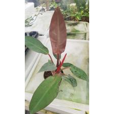 Philodendron sp Overig pot уценка 700