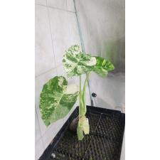 Colocasia gigantea (Leucocasia gigantea)(white variegated) L 130