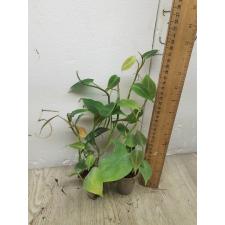 Philodendron camposportoanum