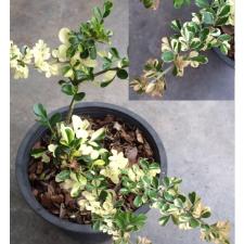 Феронелла лусида карликовая варегатная / Feroniella lucida dwarf variegated